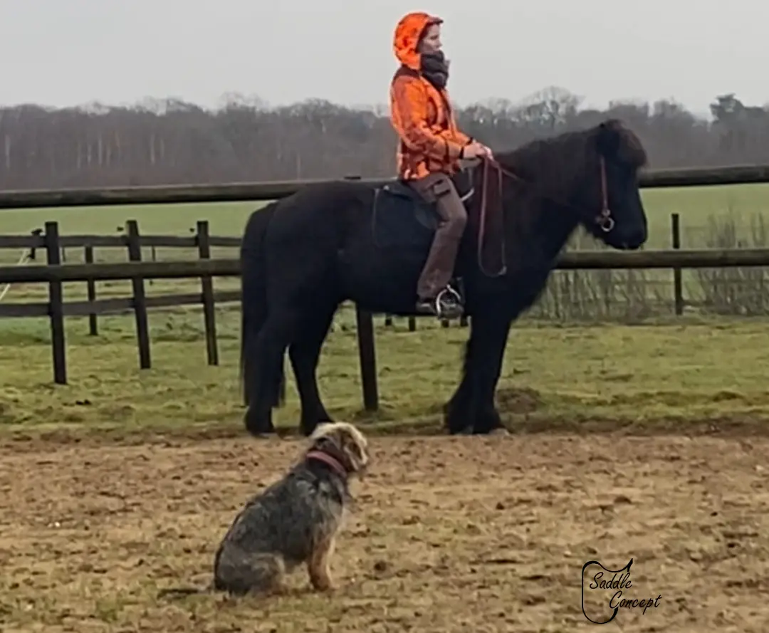 Reiterin auf einem schwarzen Isländer, der seinen Rumpf über die Vorderbeine schiebt