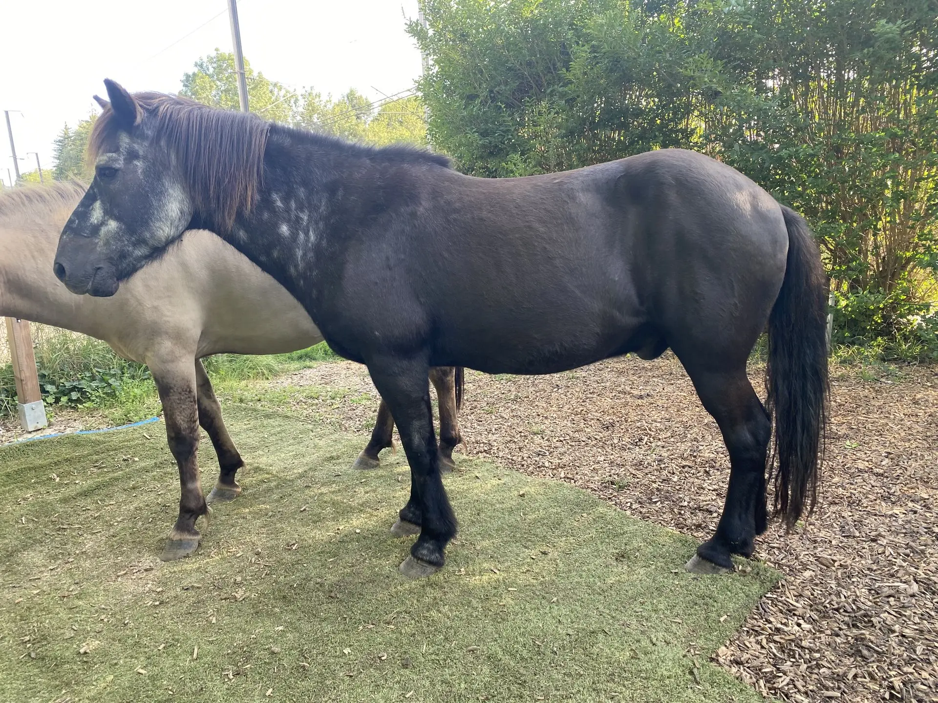 Gleiches Islandpferd, mittlerweile 29 Jahre alt, in Trageerschöpfung